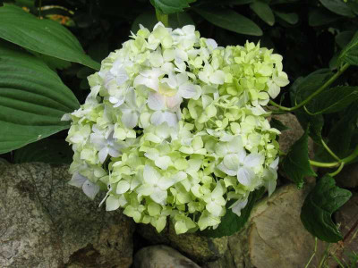 Hydrangea_macrophylla_Nikko_2011.jpg