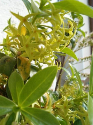 020505daphnepontica.jpg
