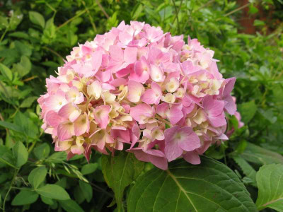 Hydrangea_macrophylla_Bailmer_2_800x600.jpg