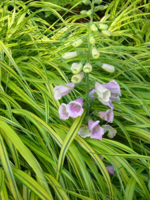 Digitalis_Hakonechloa_900x900_80KB.jpg