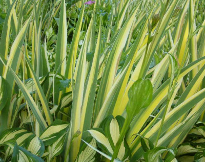 Iris_pallida_Variegata_900x900_80KB.jpg