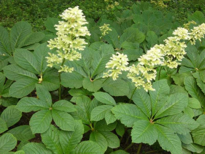 Rodgersia_900x900_80KB.jpg