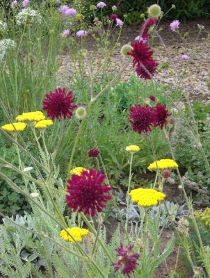 Knautia_macedonica_900x900_80KB.jpg