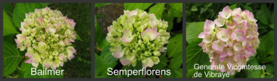 Bailmer_Semperflorens_Vergleich_1280x768.jpg