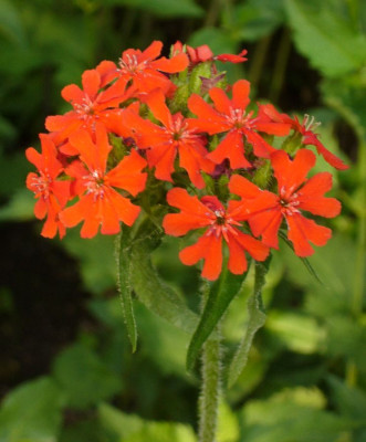 Lychnis_chalcedonica_900x900_80KB.jpg