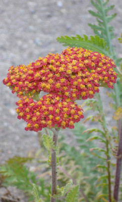 Achillea_rot_900x900_80KB.jpg