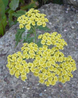 Achillea_hellgelb_900x900_80KB.jpg