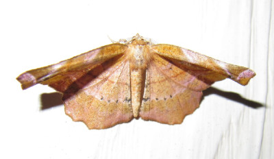 Apeira_syringaria_110611.jpg