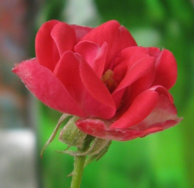 IMG_6728a.jpg