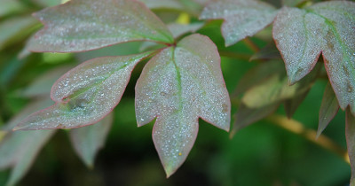 Paeonie_Blatt_2.jpg