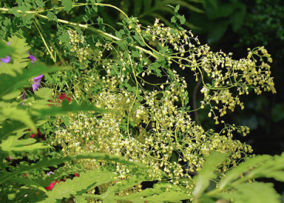 Thalictrum_minus_..jpg