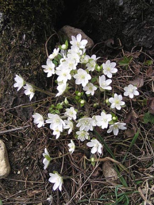 hepatica_nobilis_alba.jpg