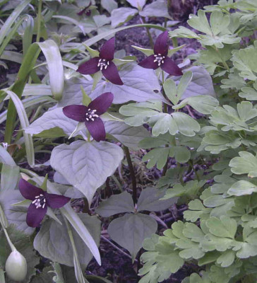 Trillium_erectumRimg0289.JPG