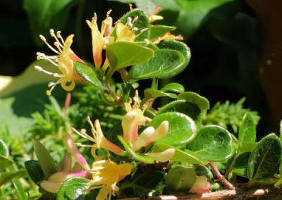 Lonicera_crassilfolia..jpg