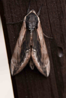 Schmetterling-1.jpg