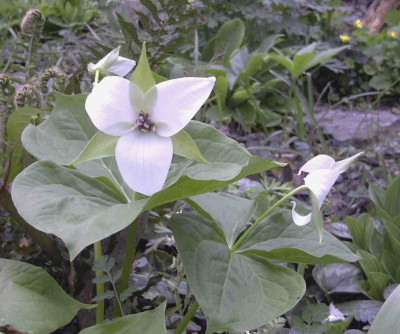Trillium_simileRimg0287.JPG