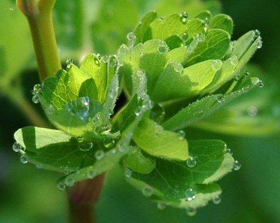 Aquilegia_Blatt.jpg