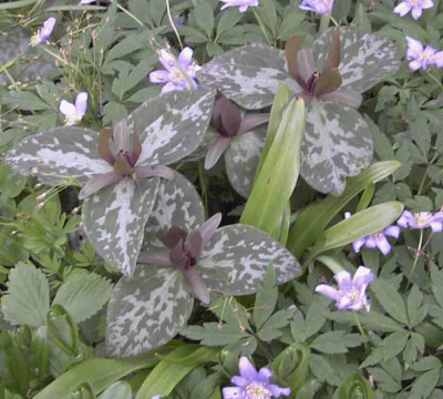 Trillium_cuneatumRimg0292.JPG