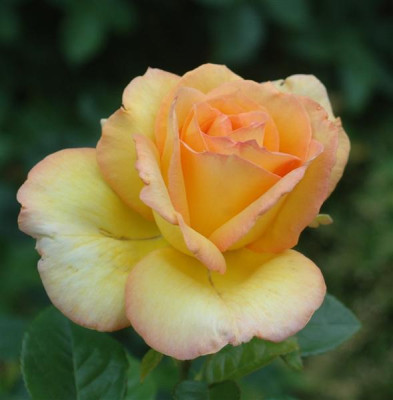 B6253a_Medium.jpg