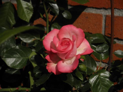 098_625x617_79KB.jpg