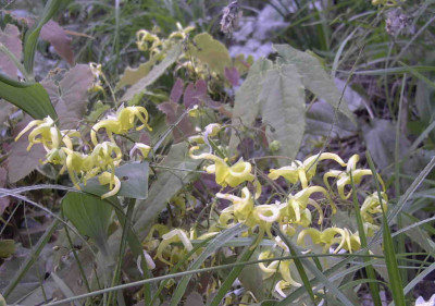 Epimedium_franchettiRimg0296.JPG