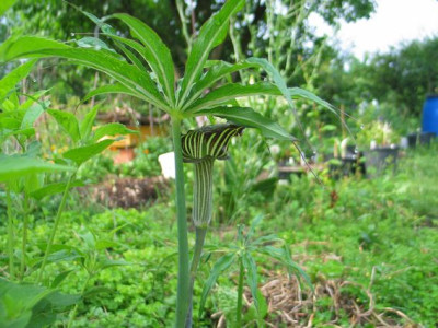 Arisaema-001.jpg
