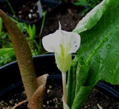 A.candidissimum-alba-ax.jpg
