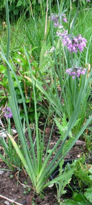 allium-ax.jpg
