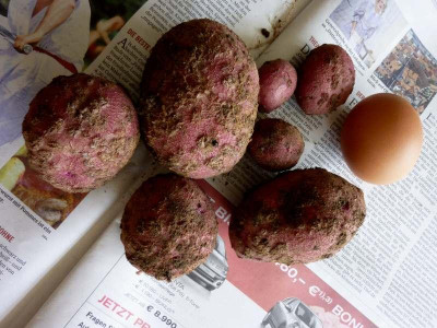 roter_Erstling_1.jpg