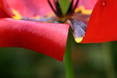 Tulpe-Mai-1.jpg