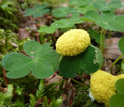 Pilz_oder_was_fars_2011.jpg