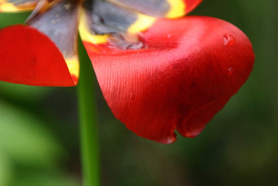 Tulpe-Mai-2.jpg