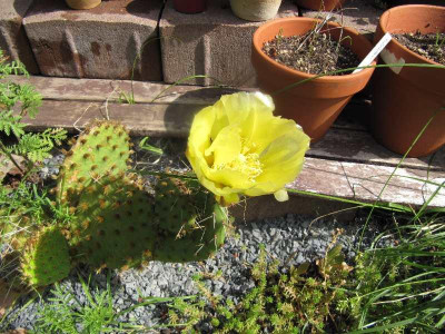 Opuntie_110613.jpg
