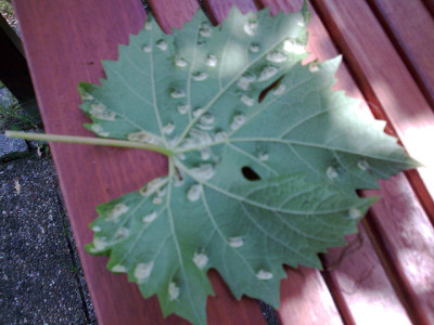 Weinblatt_1-Web.jpg
