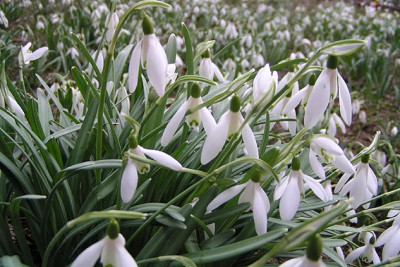 galanthus_meer.jpg