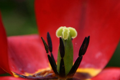 Tulpe-Mai-3.jpg