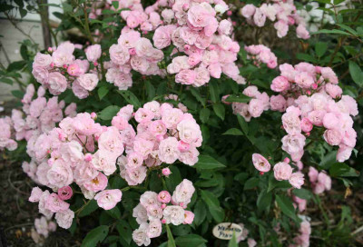 HeavPink11.jpg