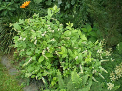 GP_Itea_virginica_2011ea.jpg