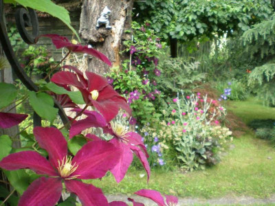 GP_Clematis_2011ea.jpg