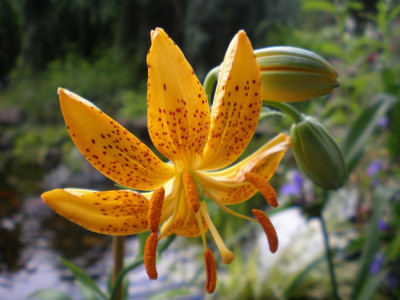 GP_Lilium_hansonii_2011ea.jpg