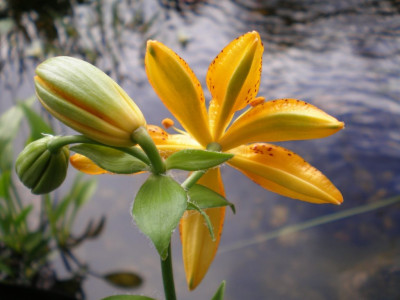 GP_Lilium_hansonii_20111ea.jpg