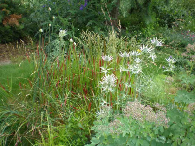 GP_Eryngium_bourgatii_2011ea.jpg
