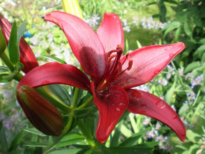 GP_Lilium_red_2011ea.jpg
