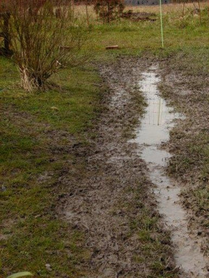 Enten-Suhle.jpg