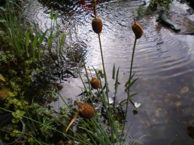 GP_Typha_minima_2011ea.jpg