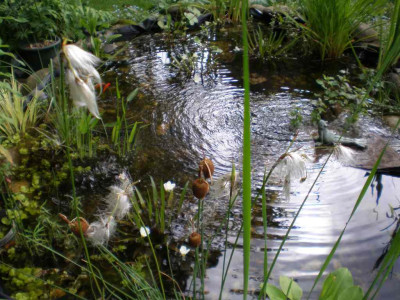 GP_Eriophorum_angustifolium_2011ea.jpg