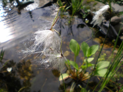 GP_Eriophorum_angustifolium_20111ea.jpg