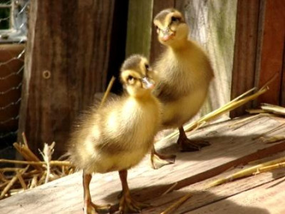 Enten-Kuks.jpg