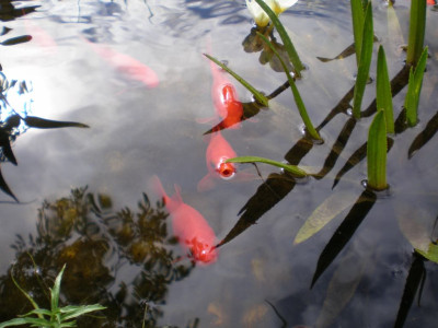 GP_Goldfische_2011ea.jpg