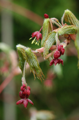 acer_jap_aconitifolium_01.jpg